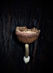 Boletellus deceptivus