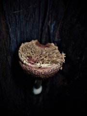 Boletellus deceptivus