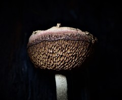 Boletellus deceptivus