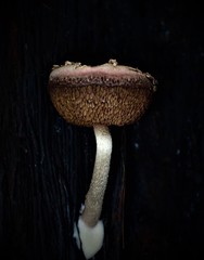 Boletellus deceptivus