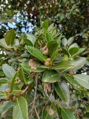 Ficus cestrifolia