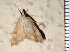 Scybalistodes periculosalis