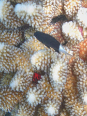 Pycnochromis margaritifer