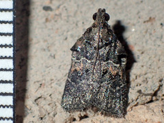 Satole ligniperdalis