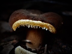 Lactifluus wirrabara