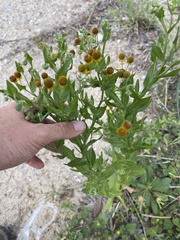 Helenium microcephalum