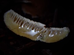 Lactifluus wirrabara