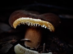 Lactifluus wirrabara