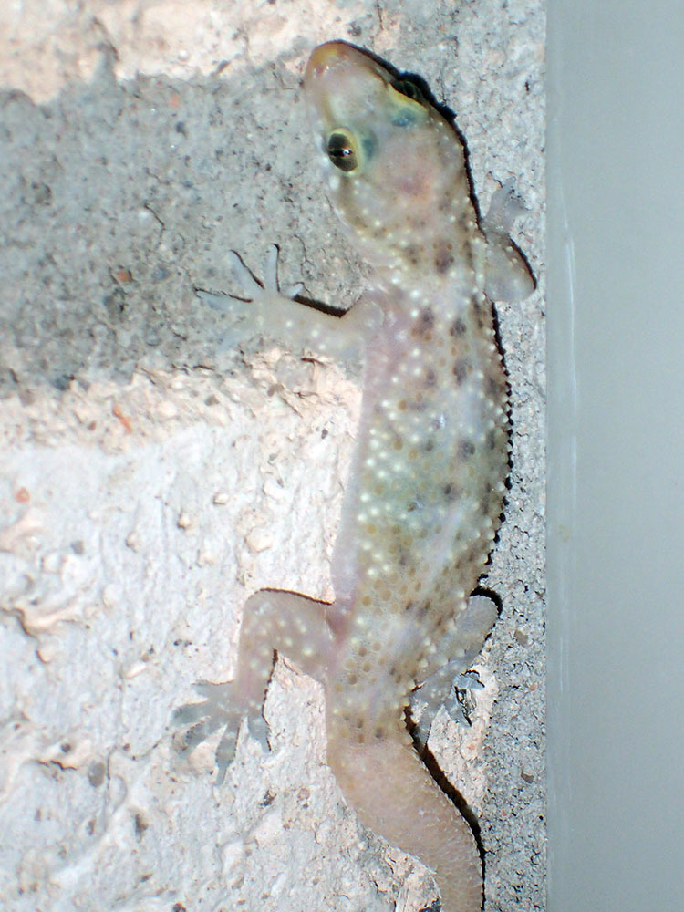 Mediterranean House Gecko from Pima, Arizona, United States on April 30 ...