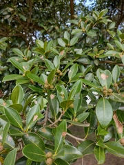 Ficus cestrifolia