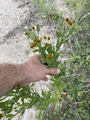 Helenium microcephalum