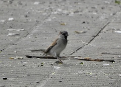Passer domesticus