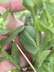 Helenium microcephalum