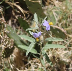 Solanum elaeagnifolium