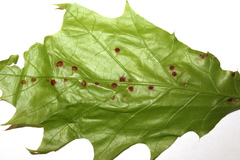 Polystepha quercifolia