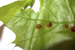 Polystepha quercifolia