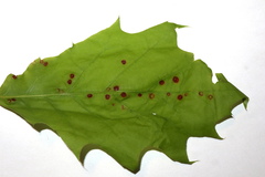 Polystepha quercifolia