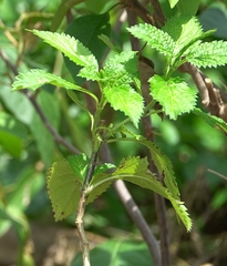 Stachytarpheta urticifolia