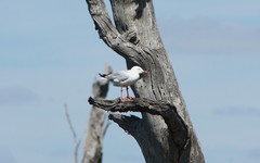Chroicocephalus novaehollandiae novaehollandiae