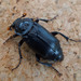 Black Burying Beetle - Photo (c) gailhampshire, some rights reserved (CC BY-NC-SA)