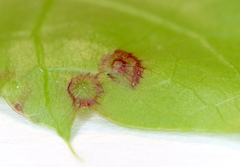 Polystepha quercifolia