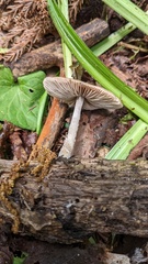 Coprinopsis cineraria