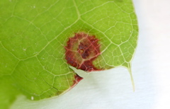 Polystepha quercifolia