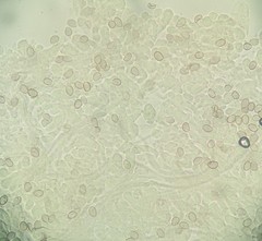 Coprinopsis cineraria