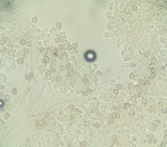 Coprinopsis cineraria