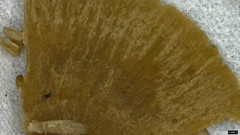 Coprinopsis cineraria