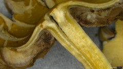 Coprinopsis cineraria