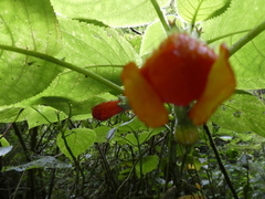 Solenophora calycosa