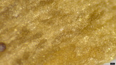 Coprinopsis cineraria