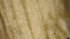 Coprinopsis cineraria