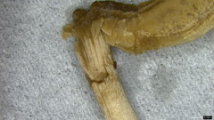 Coprinopsis cineraria