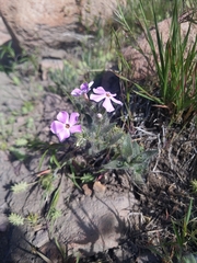 Phlox stansburyi