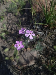 Phlox stansburyi