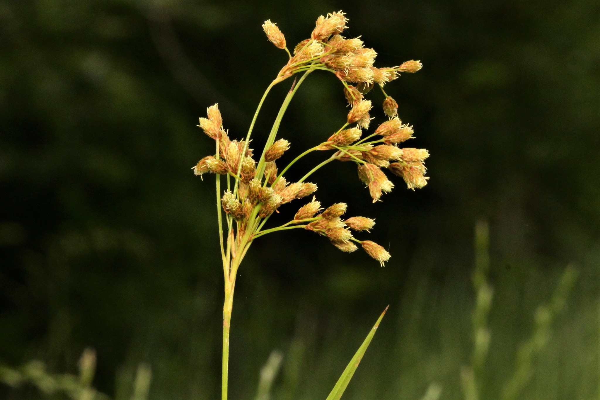 Scirpus pendulus