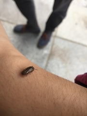 Armadillidium vulgare