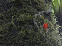 Columnea microcalyx