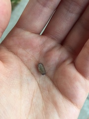 Armadillidium vulgare