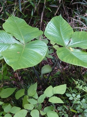 Arisaema ringens, photograph WATANABE Hitoshi 渡辺仁, CC BY, iNaturalist via GBIF