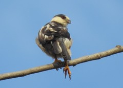 Gampsonyx swainsonii