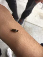 Armadillidium vulgare