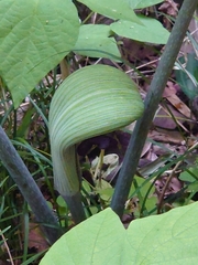 Arisaema ringens, photograph WATANABE Hitoshi 渡辺仁, CC BY, iNaturalist via GBIF
