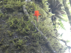 Columnea microcalyx