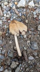 Psathyrella spadiceogrisea