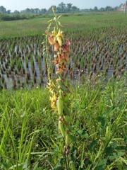 Crotalaria trichotoma