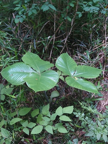 Arisaema ringens, photograph 6