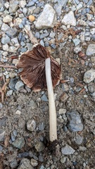 Psathyrella spadiceogrisea